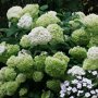 Hydrangea 'Strong Annabelle'